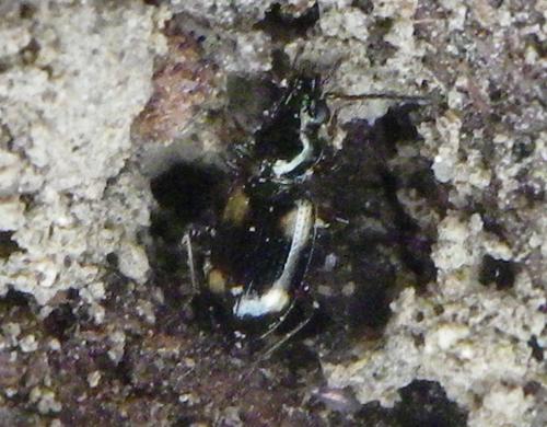 Réf. 194 701 : Bembidion quadrimaculatum